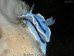 Chromodoris willani by Alex Varani 